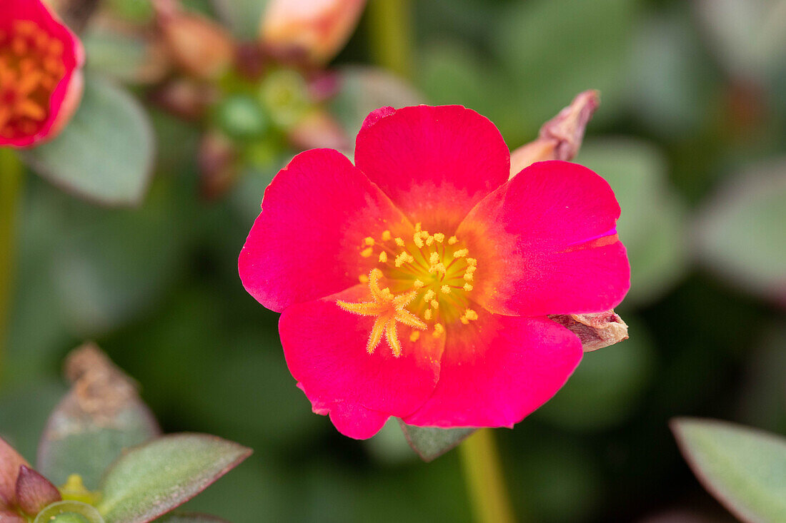 Portulaca oleracea Pazzaz™ 'Deep Pink'