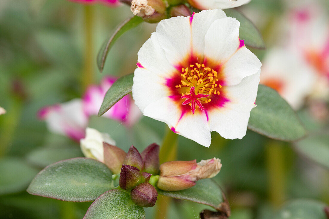 Portulaca oleracea 'Pitaya' Campino