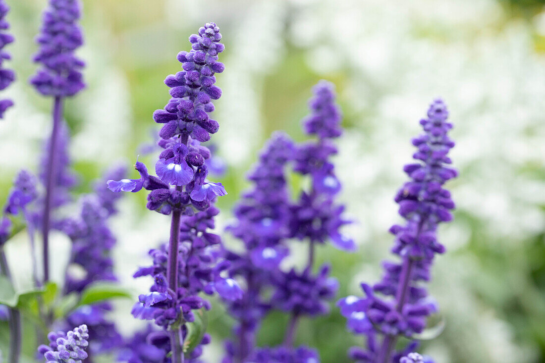 Salvia farinacea 'Sallyfun™ Deep Ocean'