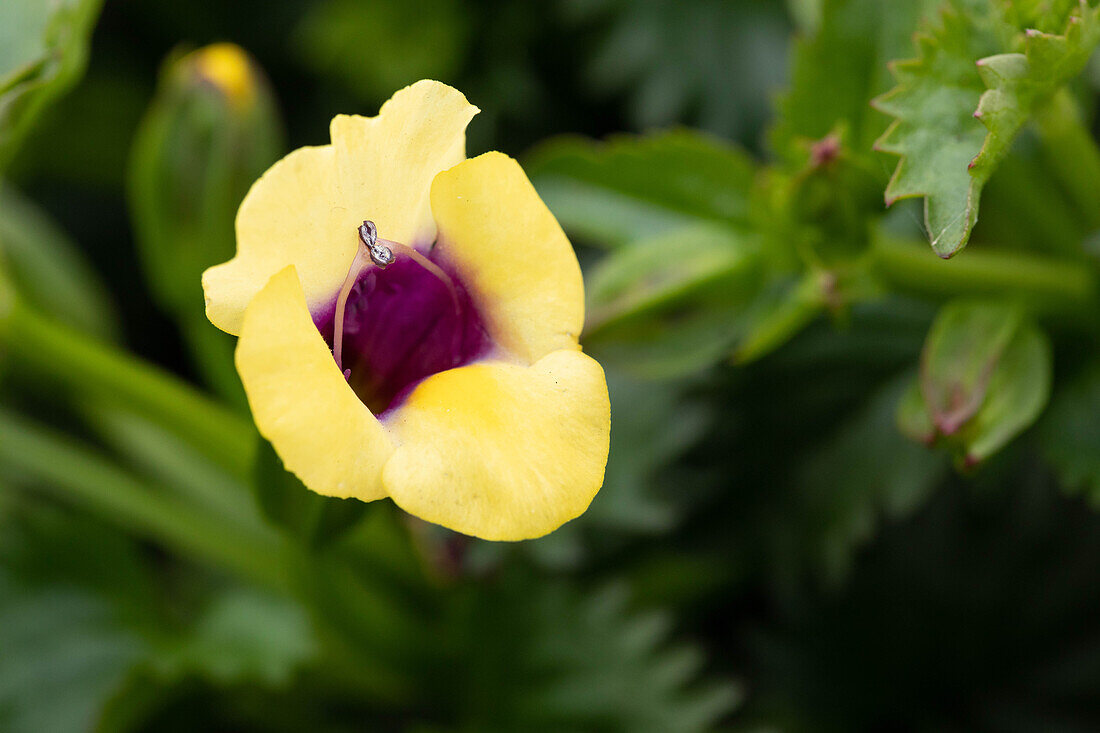 Torenia 'Yellow MOON™'