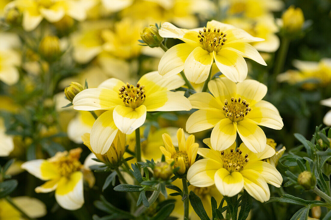 Bidens ferulifolia 'TIMELESS® Yellow Dune'