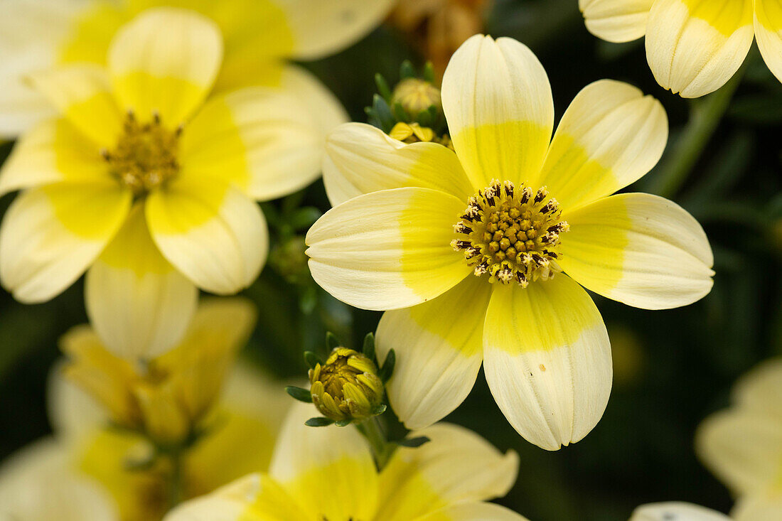 Bidens ferulifolia TIMELESS® Yellow Dune