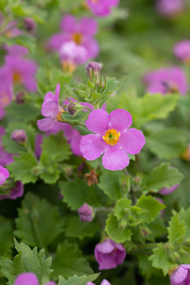 Sutera cordata 'Scopia® Gulliver Pink'