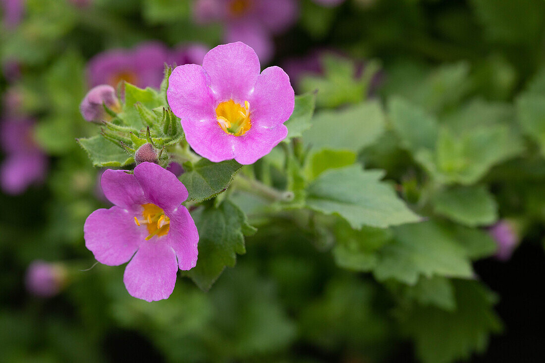 Sutera cordata 'Scopia® Gulliver Pink'