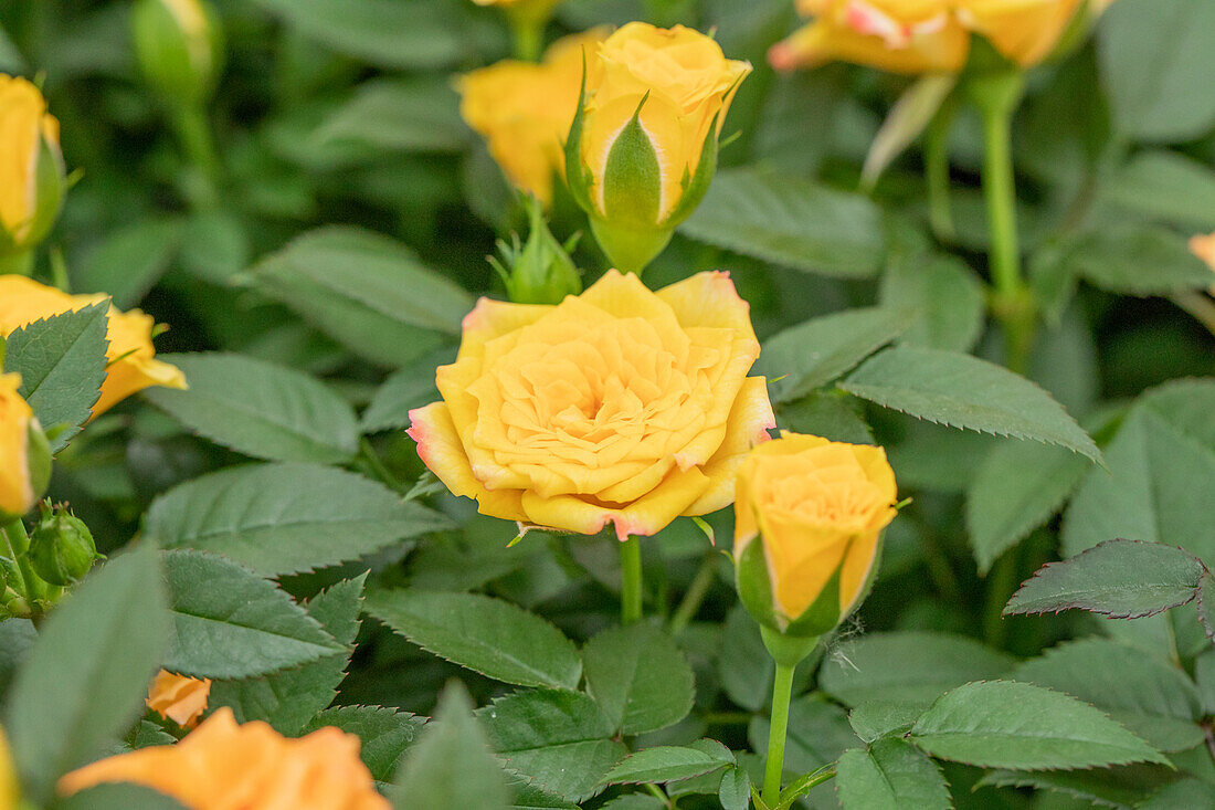 Rosa 'Lotz of Yellow