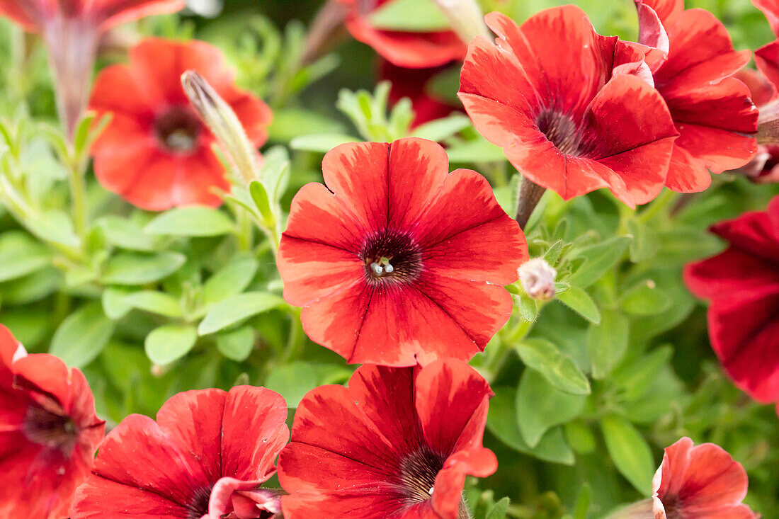 Petunia 'Sweetunia Fiona Flash