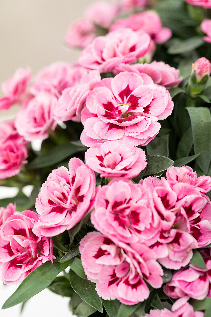 Dianthus caryophyllus 'Sprint Macy'