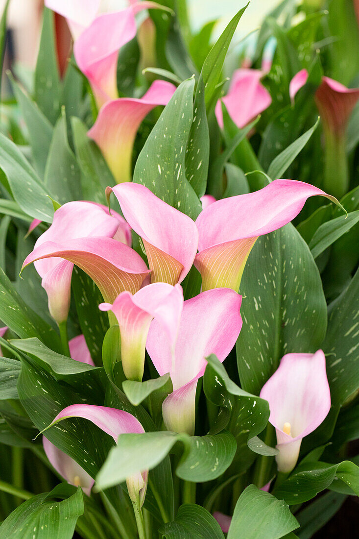 Zantedeschia 'Peter´s Pride'