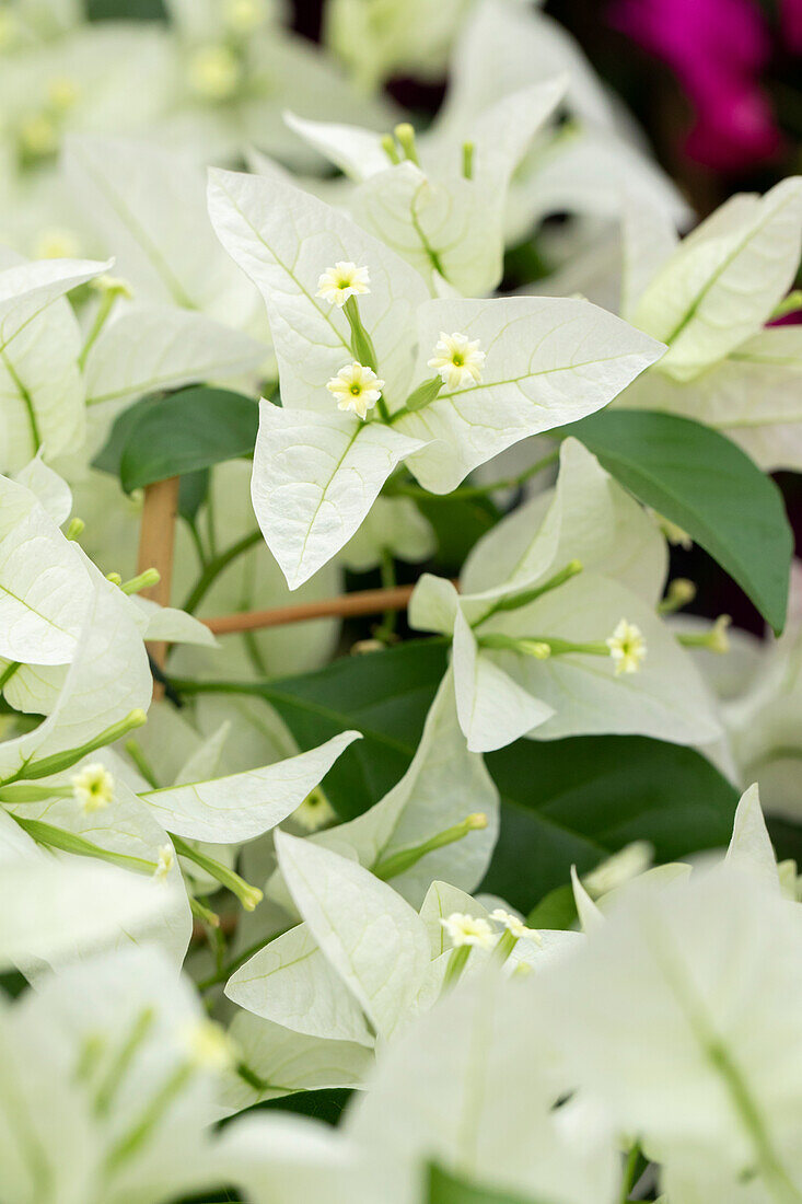 Bougainvillea 'Rijnstar White'