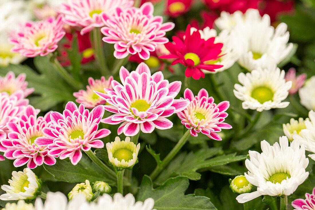 Chrysanthemum 'Stream - Mix