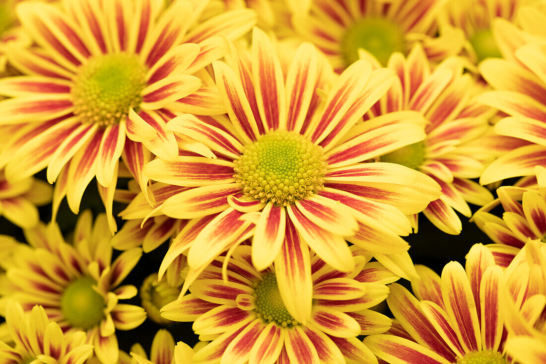 Chrysanthemum indicum Stream Bronze Bicolor