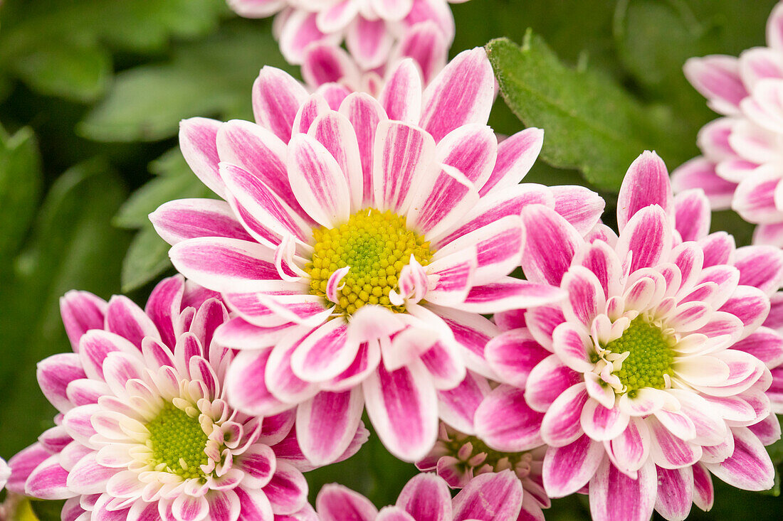 Chrysanthemum indicum 'Stream Pink Bicolor'