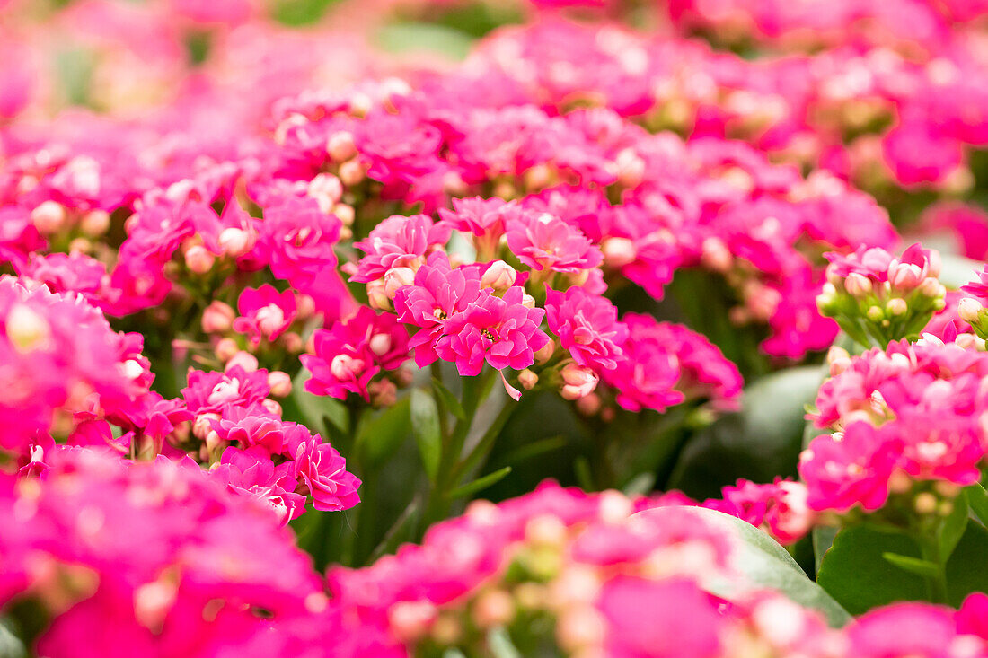 Kalanchoe blossfeldiana 'Calandiva® Leonard', white