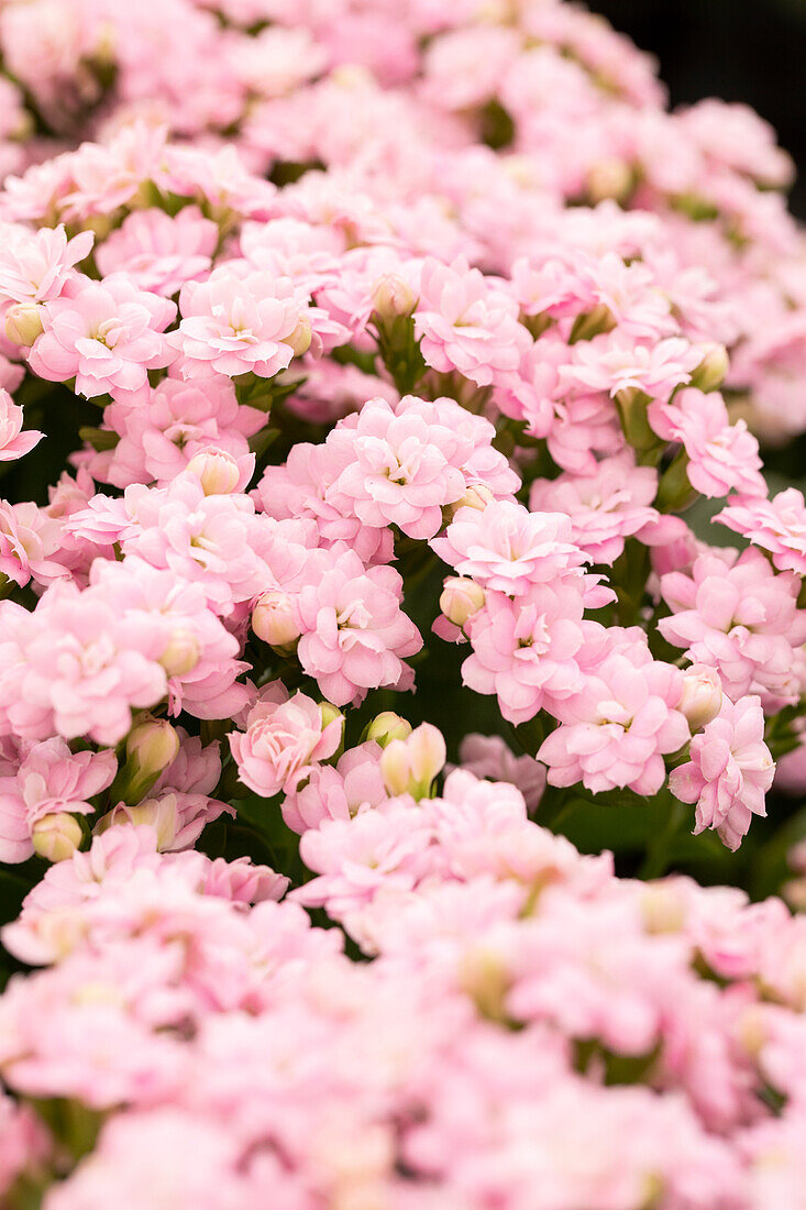 Kalanchoe blossfeldiana Calandiva® Ryder