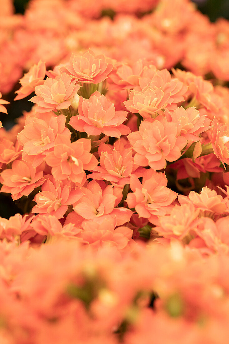 Kalanchoe blossfeldiana 'Calandiva® Moreno'.