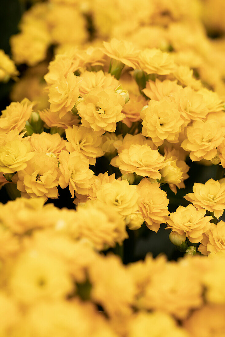 Kalanchoe blossfeldiana 'Calandiva® Parton'.