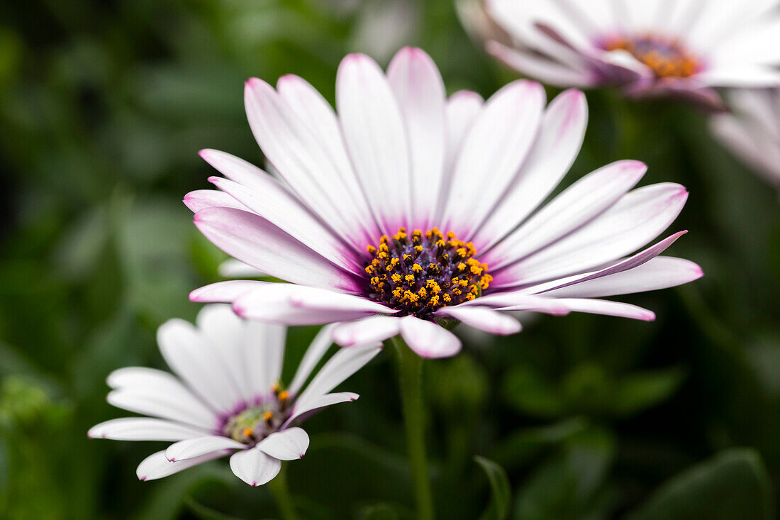 Osteospermum ecklonis 'Plaisir® White'