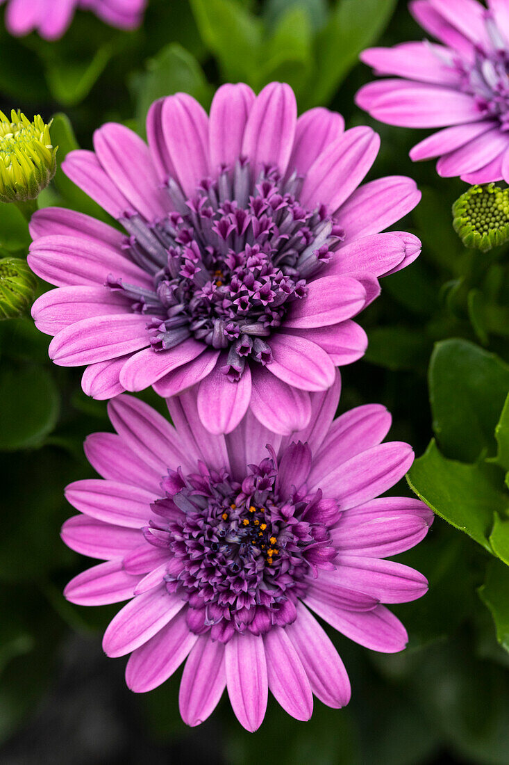 Osteospermum ecklonis 3D Pink