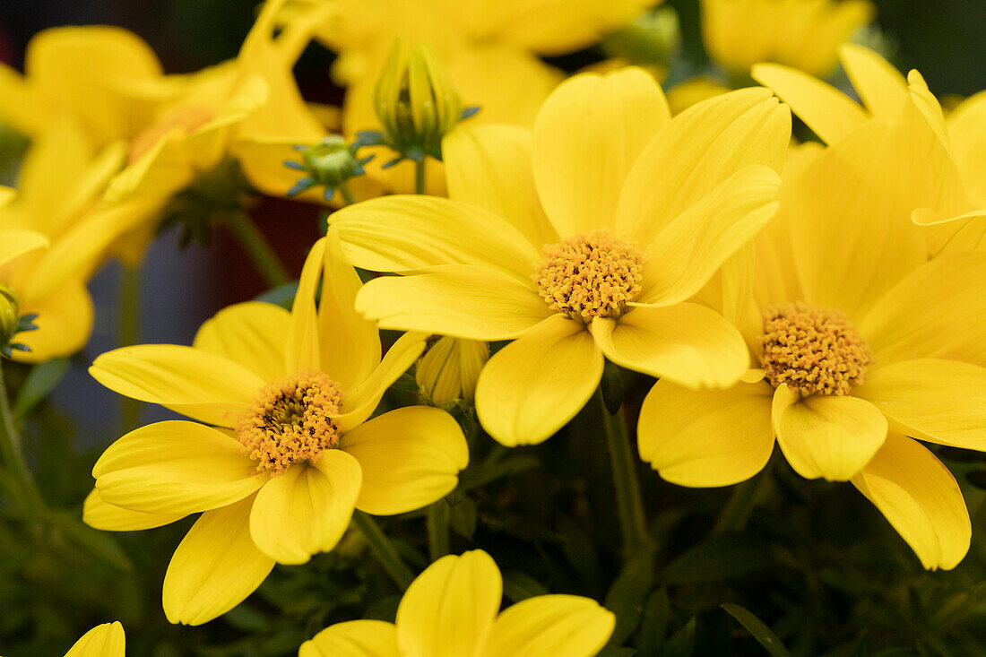 Bidens ferulifolia 'Eldoro® Compact Yellow'