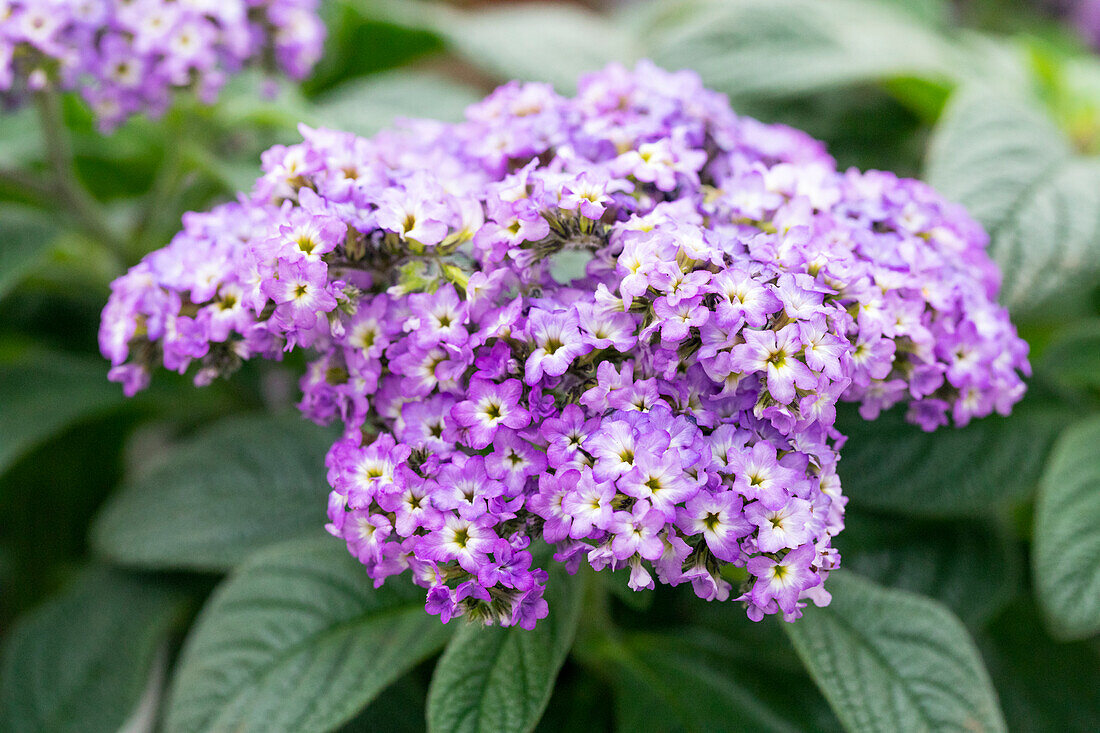 Heliotropium arborescens 'Marino Blue´13'