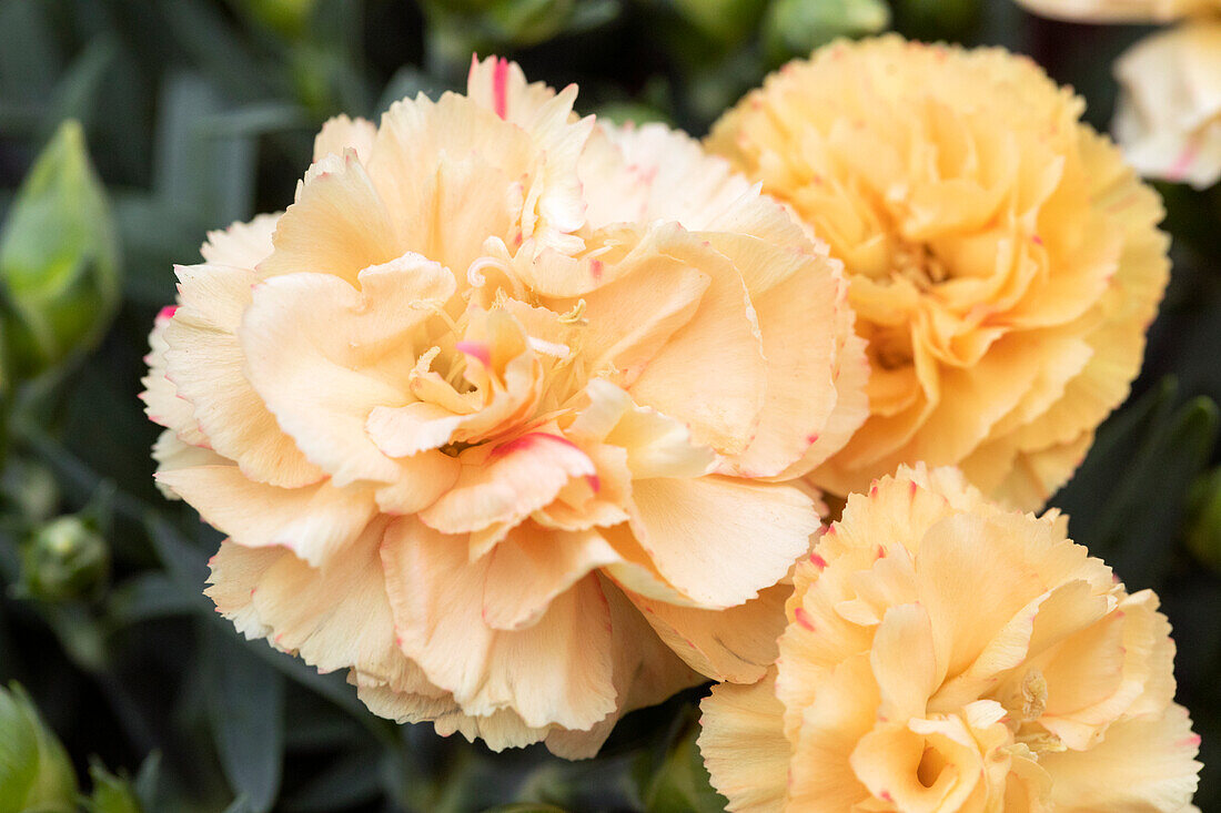 Dianthus caryophyllus 'Colores® Sol'.