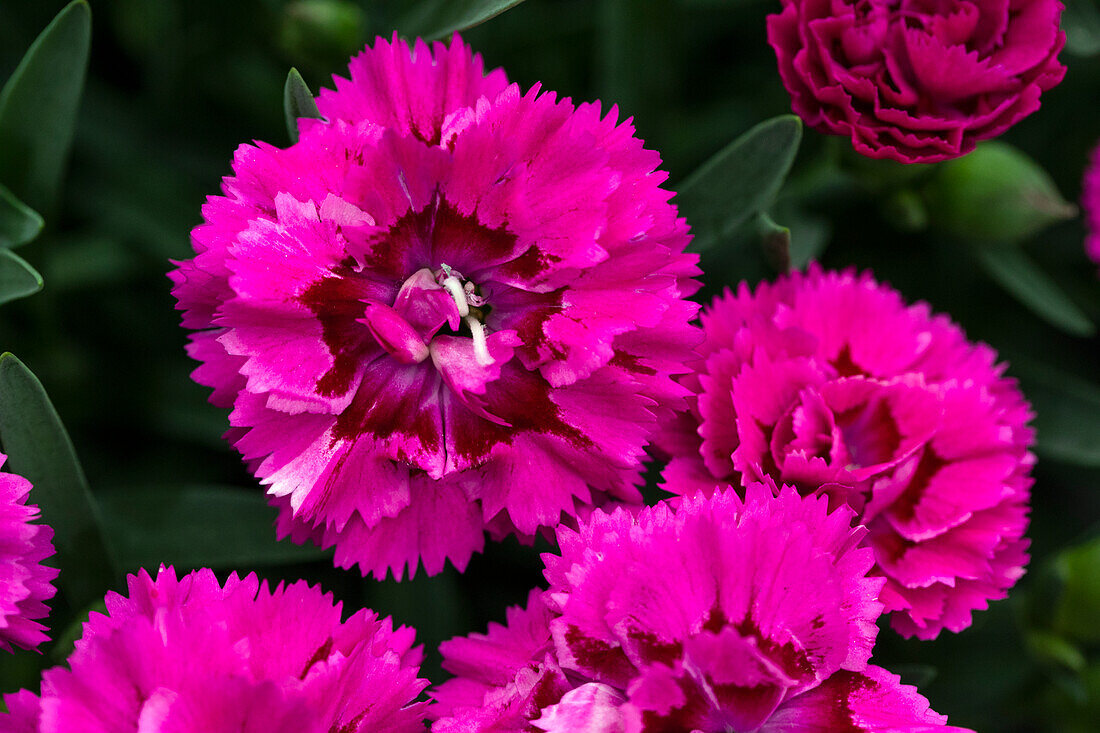 Dianthus caryophyllus 'SuperTrouper® Marie' (German)