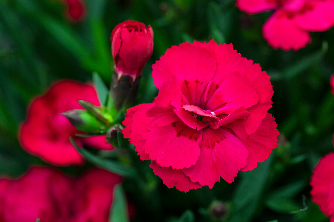 Dianthus caryophyllus sel® 'Luna'