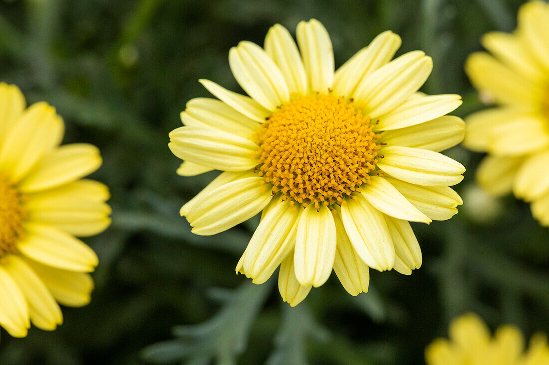 Argyranthemum frutescens 'LaRita® Yellow'