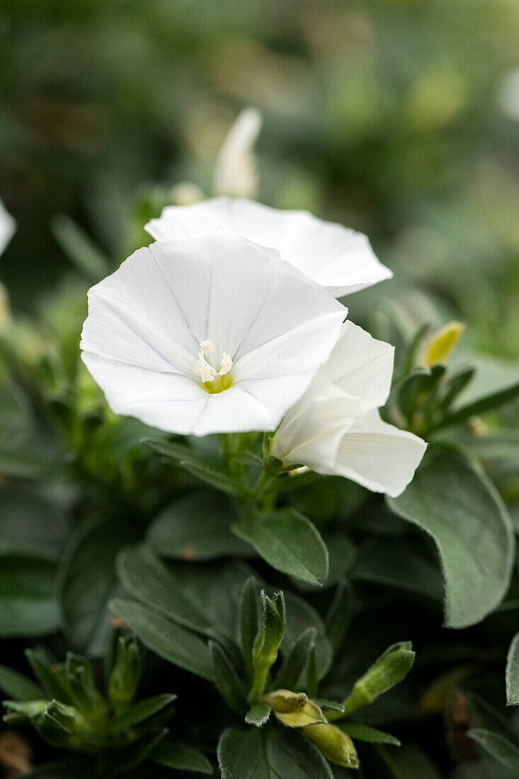 Convolvulus sabatius sel® 'Prime White'