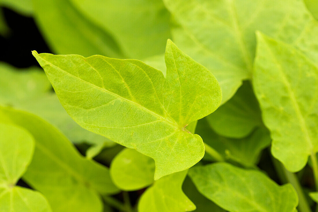 Ipomoea batatas 'Lime 06'®