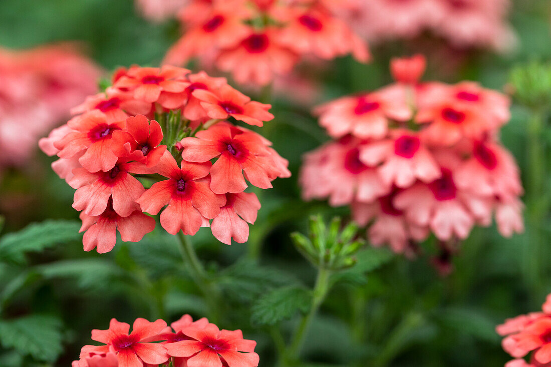 Verbena 'Lascar® Dark Red'