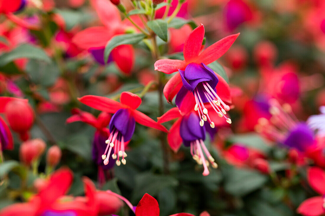 Bellinto® Fuchsia Cultivars sel® 'Red+Blue'