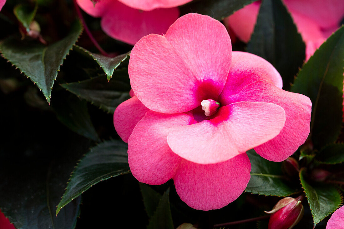 Impatiens new guinea 'sel® ColorPower® Salmon Pink