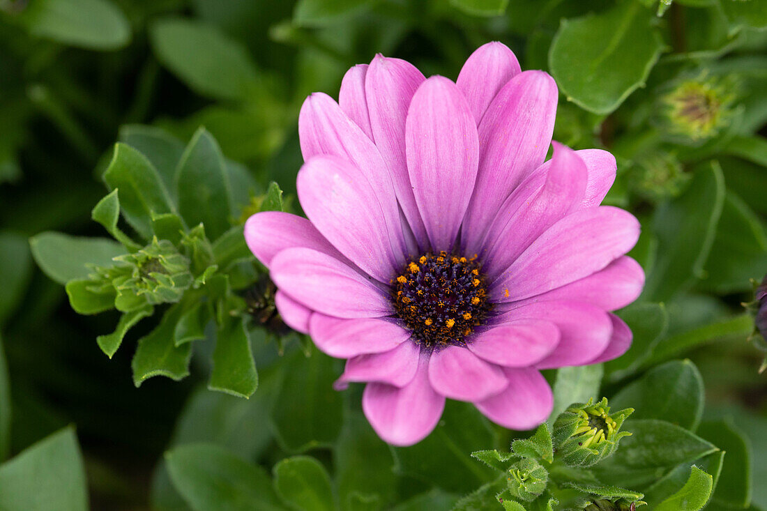 Osteospermum ecklonis Ostica Pink Improved