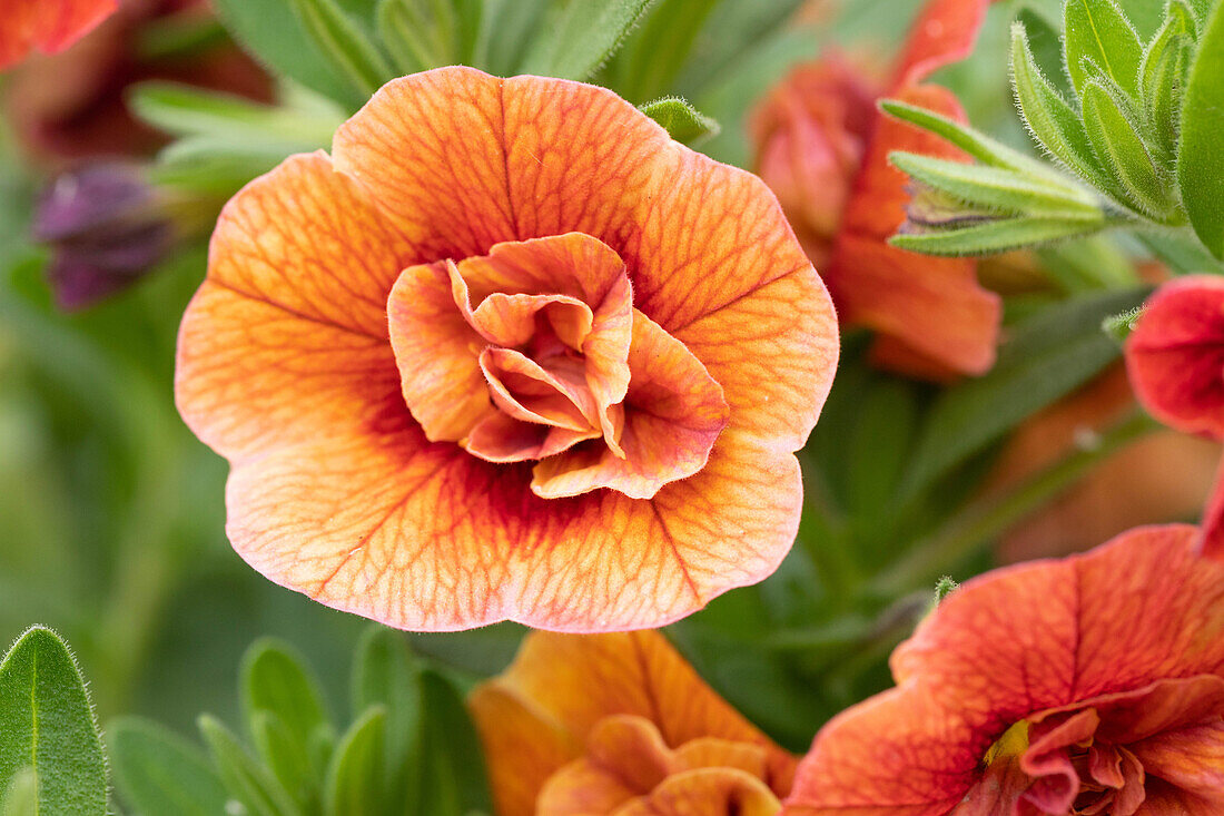 Calibrachoa 'Noa® Double Bronze'