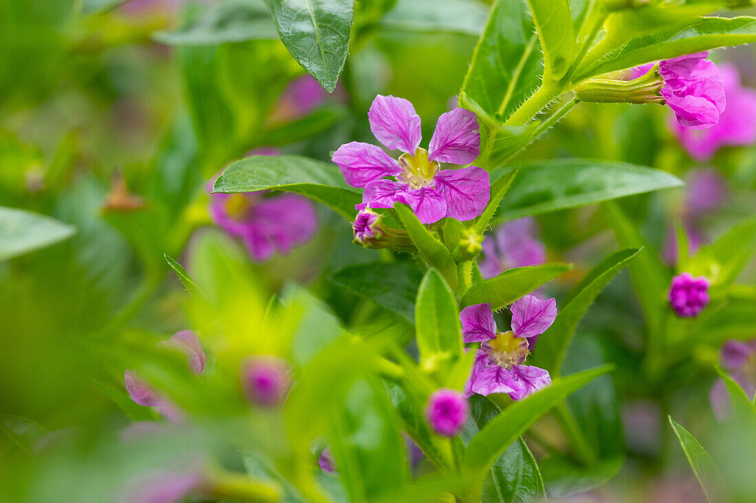 Cuphea hyssopifolia Allyson Lavender