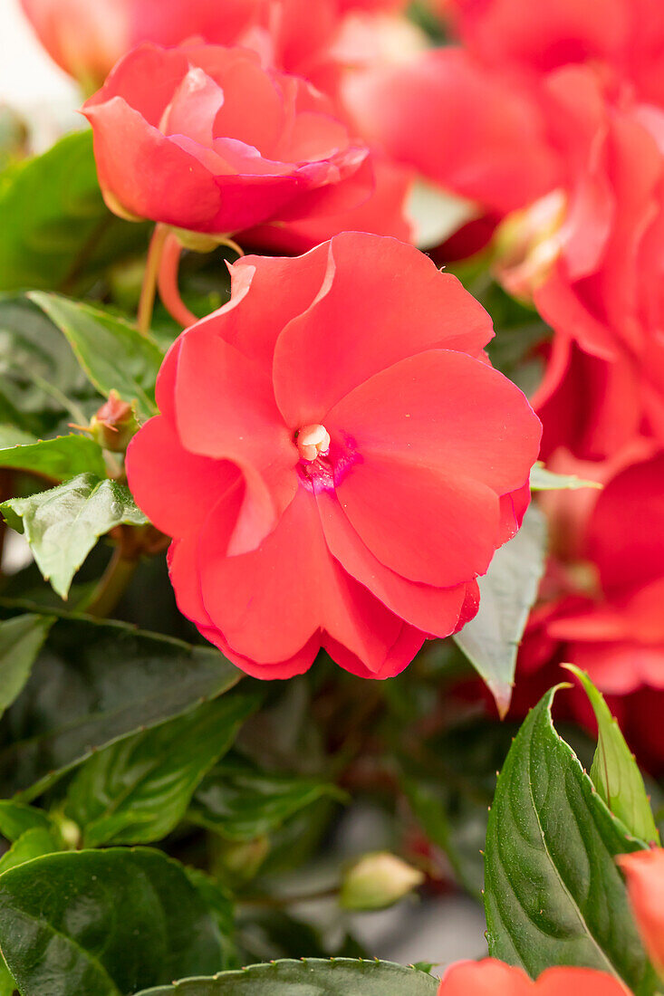 Impatiens neuguinea 'Wild Romance Red'