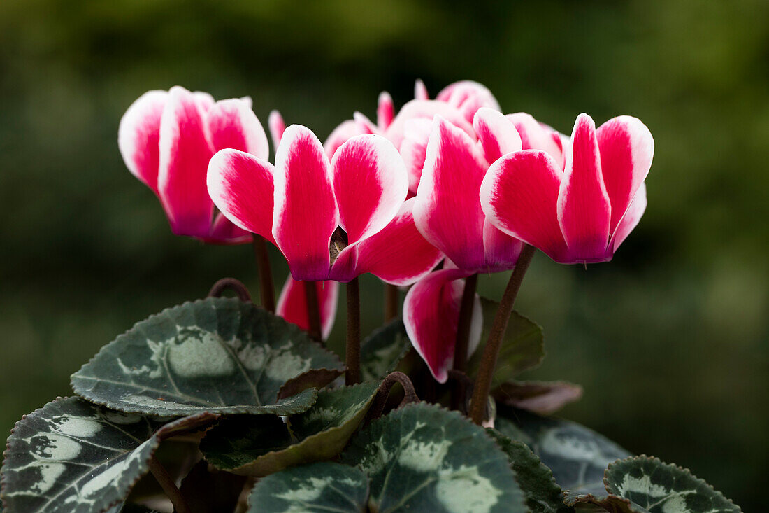 Cyclamen persicum 'Facila Summer Shine Scarlet'