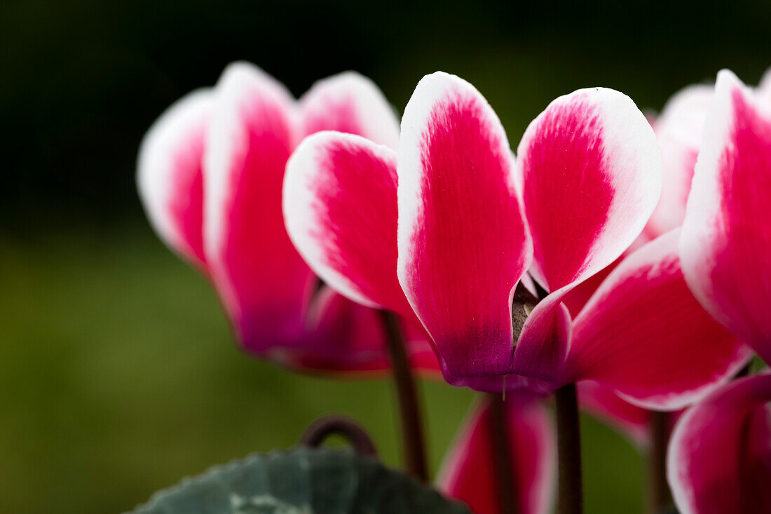 Cyclamen persicum Facila Summer Shine Scarlet