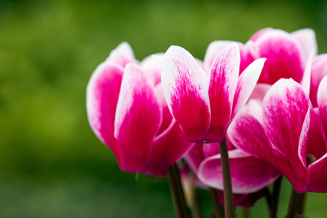 Cyclamen persicum 'Facila Summer Shine Wine Red'