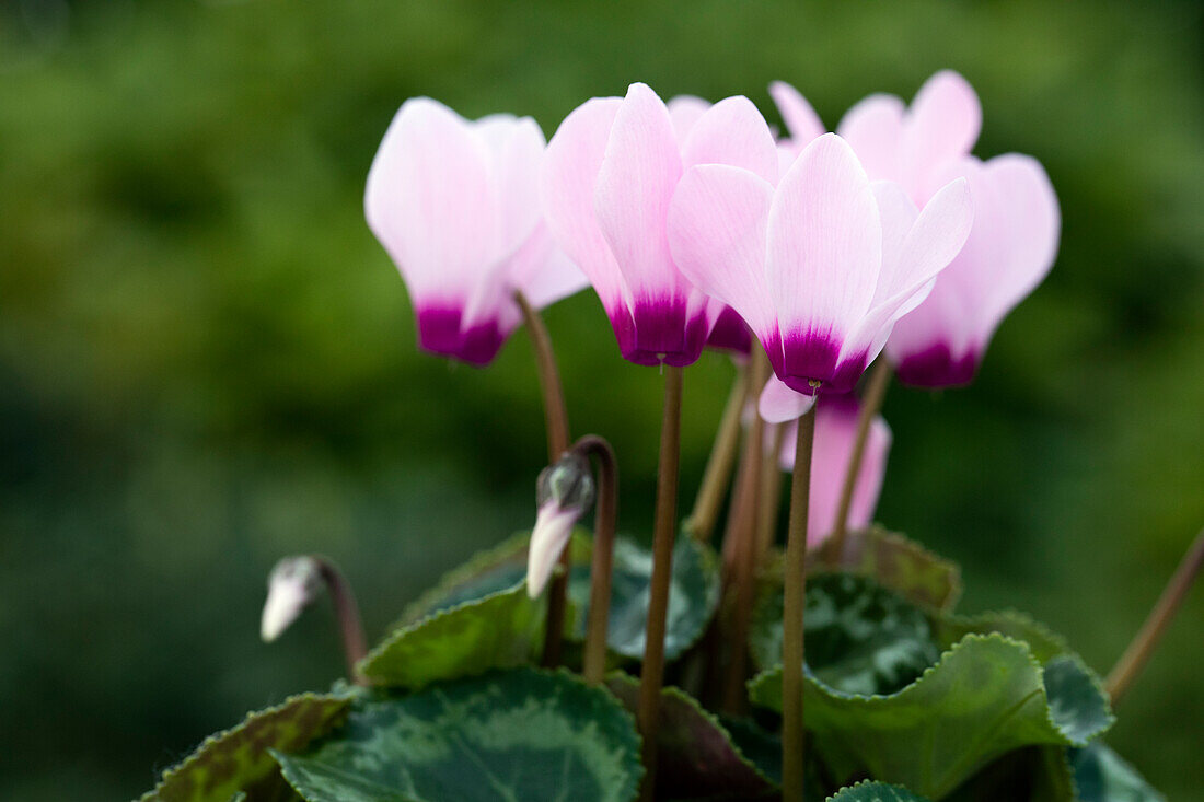 Cyclamen persicum 'Facila Winter Light Pink Eye'