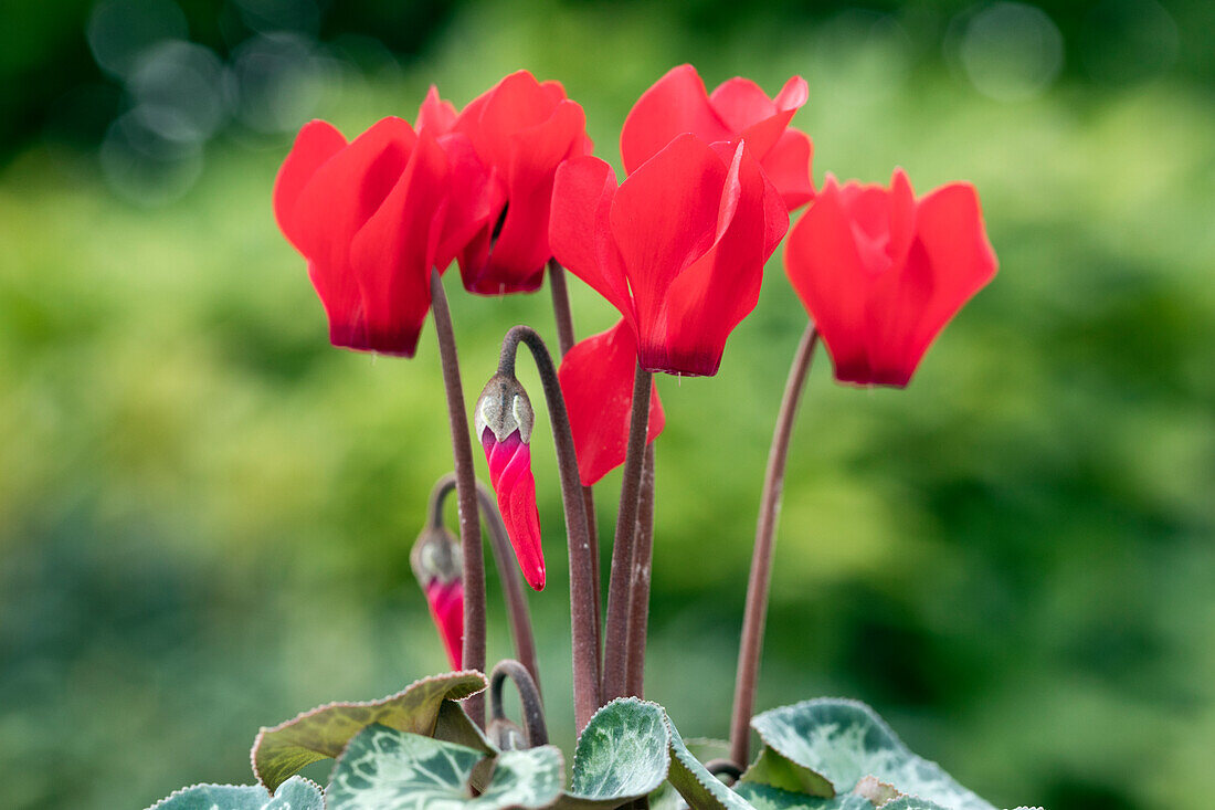 Cyclamen Melody Outdoor® 'Red'