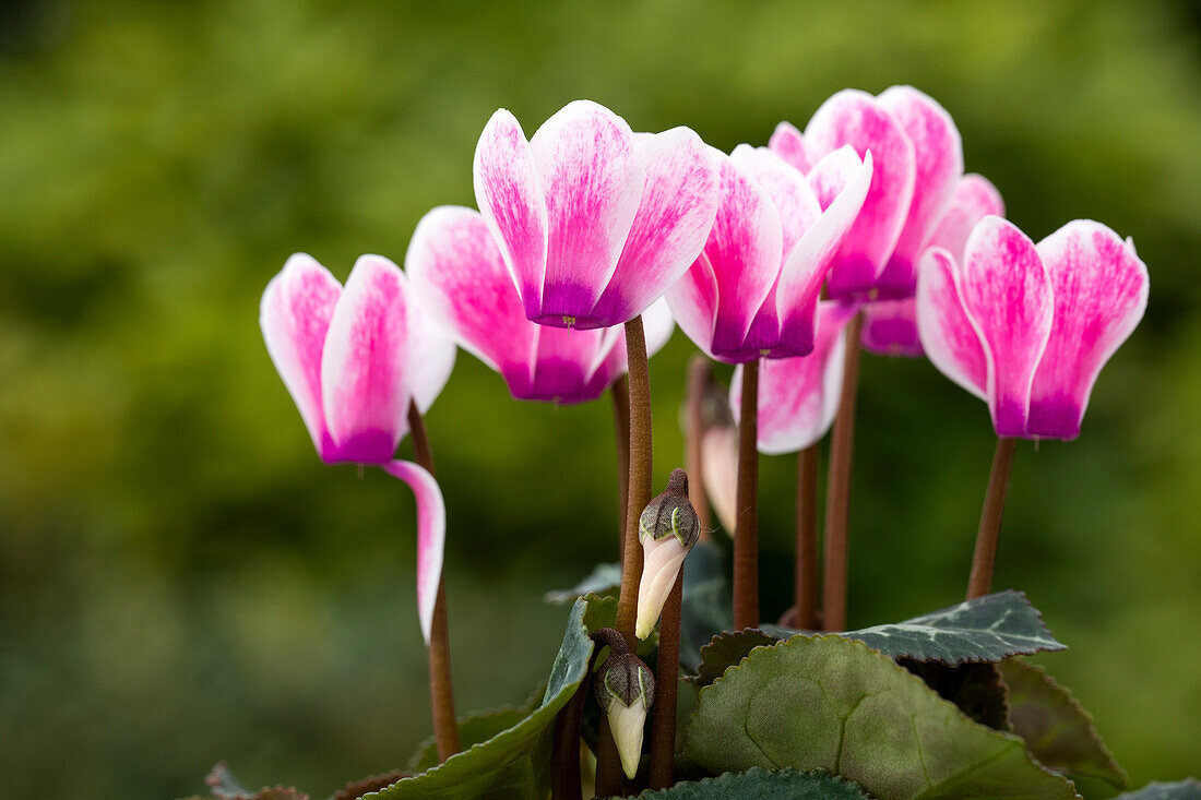 Cyclamen persicum, bicoloured