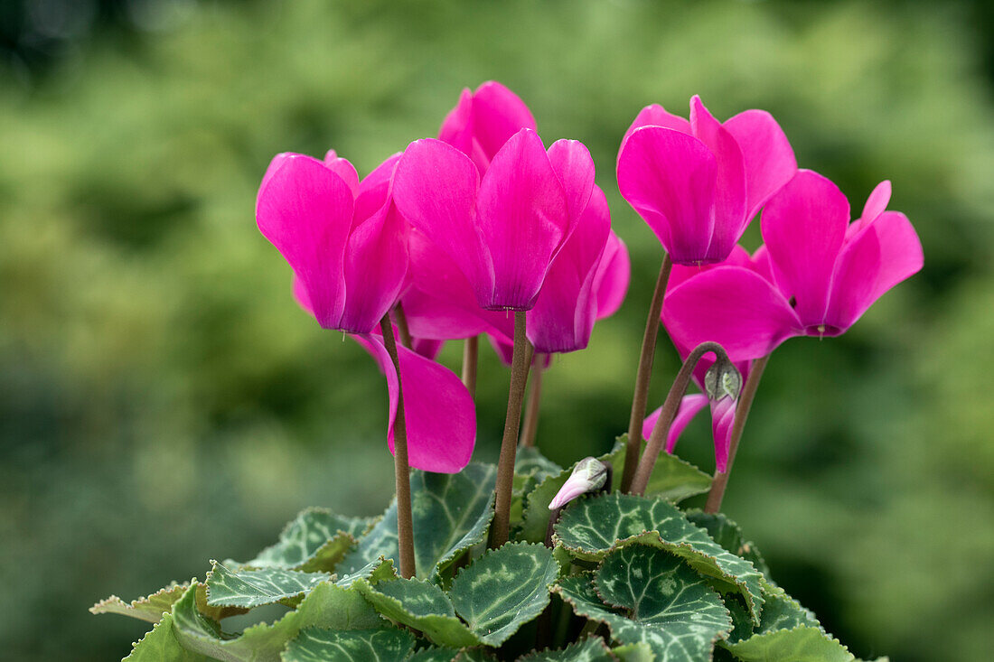 Cyclamen Melody Outdoor® Purple