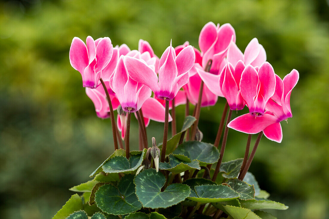 Cyclamen Melody Outdoor® 'Salmon Flamed'
