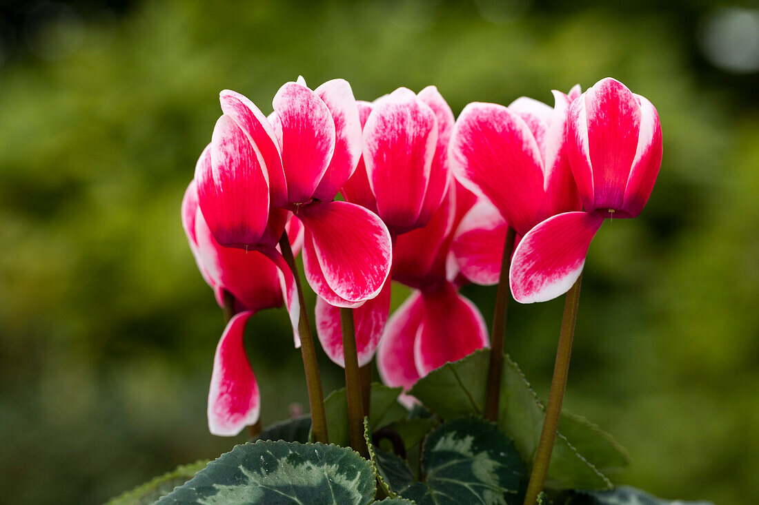 Cyclamen persicum Merita 'Shine Red'