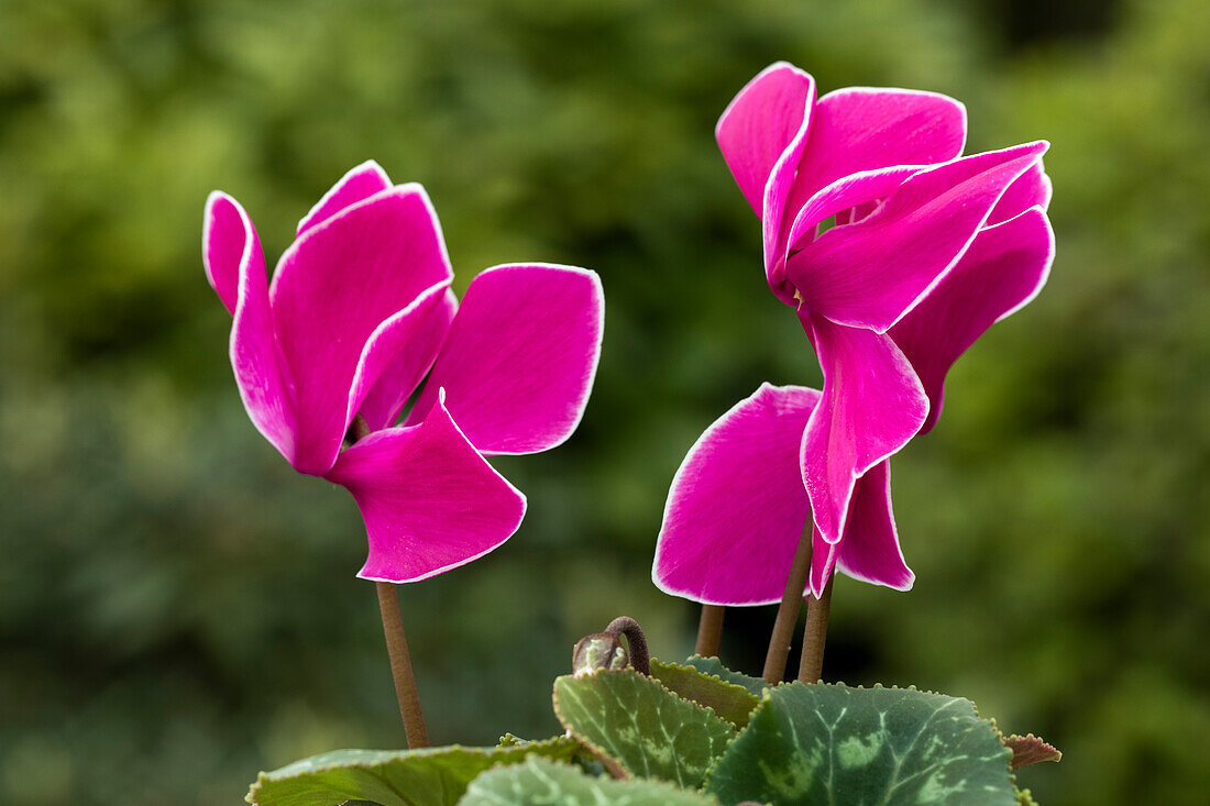 Cyclamen persicum 'Contiga Purple Flamed'