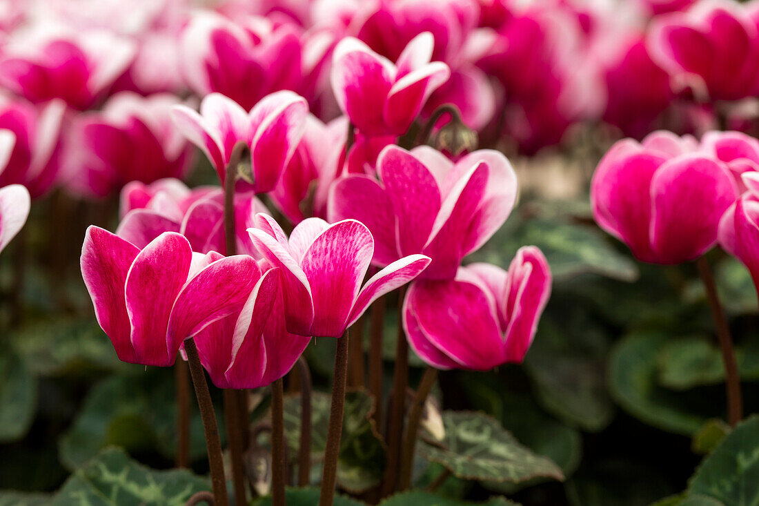 Cyclamen 'Goblet'