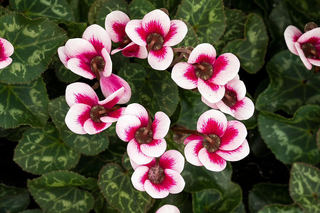 Cyclamen Goblet