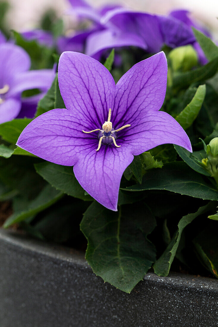 Platycodon grandiflorus 'Pop Star Blue'